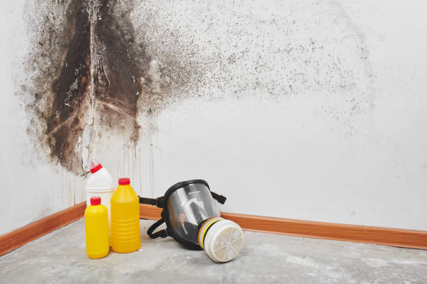 Best White Mold Remediation in Jonesboro, IN